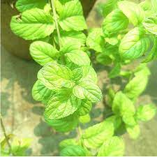 Mint (Mentha) Herb Seeds for Planting – Heirloom & Non-GMO Garden Seeds for Aromatic, Refreshing Herbs