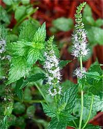 Mint (Mentha) Herb Seeds for Planting – Heirloom & Non-GMO Garden Seeds for Aromatic, Refreshing Herbs