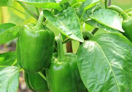 Dark Green Pepper Vegetable Seeds for Planting – Heirloom & Non-GMO Seeds for Spicy, Flavorful Harvests