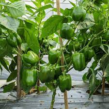 Dark Green Pepper Vegetable Seeds for Planting – Heirloom & Non-GMO Seeds for Spicy, Flavorful Harvests