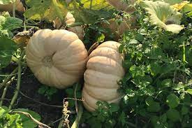 Pink Pumpkin Vegetable Seeds for Planting – Heirloom & Non-GMO Seeds for Rare Sweet Autumn Harvest