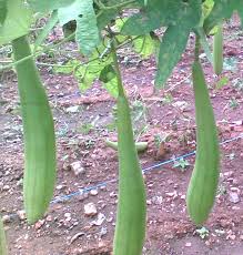 Green Luffa Seeds for Planting – Heirloom & Non-GMO Seeds for Natural Sponges or Garden Harvest