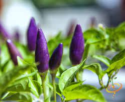 Dwarf Little Blue Chili Pepper Seeds – Heirloom, Non-GMO, Organic Garden Seeds, High Germination, Mini Hot Compact Variety