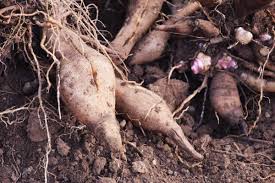 Bogachiel Yacon Seeds for Planting – Heirloom & Non-GMO Root Vegetable Seeds for Organic Gardens