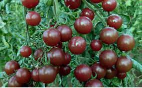 Brown Tomato Seeds for Planting – Heirloom & Non-GMO Seeds for Rich, Earthy Gourmet Tomatoes