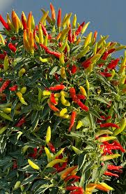 Red Yellow Tobasco Vegetable Seeds for Planting – Heirloom & Non-GMO Garden Seeds