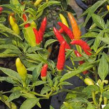 Guam Boonie Vegetable Seeds for Planting – Heirloom Non-GMO Organic Garden Seeds – Tropical Bold Peppers, High Germination