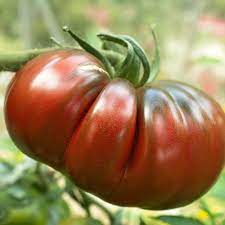 Chocolate Stripes Tomato Seeds for Planting – Heirloom, Non-GMO, High Germination Organic Garden Seeds with Rich Flavor & Bold Color