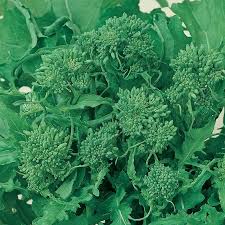 Rapini Broccoli Seeds for Planting – Heirloom & Non-GMO Vegetable Seeds