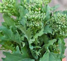 Rapini Broccoli Seeds for Planting – Heirloom & Non-GMO Vegetable Seeds