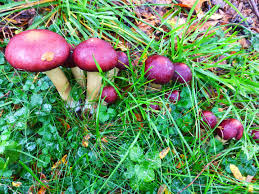 Mushroom Spores for Planting – Heirloom & Non-GMO Gourmet Fungi for Culinary Cultivation