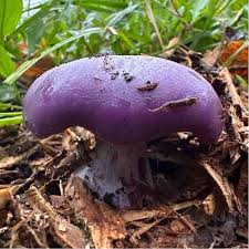 Mushroom Spores for Planting – Heirloom & Non-GMO Gourmet Fungi for Culinary Cultivation