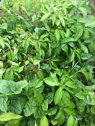 Red Molokhia Vegetable Seeds for Planting – Heirloom & Non-GMO Seeds for Nutritious Leafy Greens