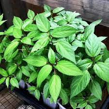 Red Molokhia Vegetable Seeds for Planting – Heirloom & Non-GMO Seeds for Nutritious Leafy Greens