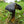 Black Mushroom Seeds for Planting – Heirloom, Non-GMO Spores, Earthy Harvest – Organic Garden Seeds