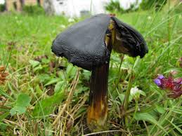 Black Mushroom Seeds for Planting – Heirloom, Non-GMO Spores, Earthy Harvest – Organic Garden Seeds