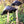 Black Mushroom Seeds for Planting – Heirloom, Non-GMO Spores, Earthy Harvest – Organic Garden Seeds
