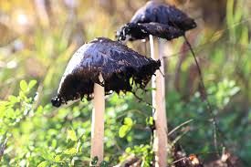 Black Mushroom Seeds for Planting – Heirloom, Non-GMO Spores, Earthy Harvest – Organic Garden Seeds