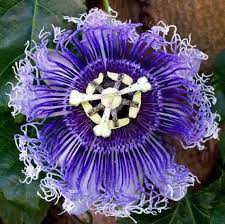 Passion Flower Seeds for Planting – Low Maintenance Heirloom Non-GMO Organic Garden Seeds