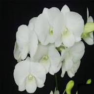 Phalaenopsis Orchid Flower Seeds for Planting – Heirloom Non-GMO High Germination Organic Garden Seeds