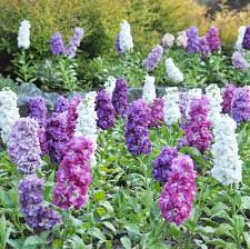 Mixed Matthiola Incana Flower Seeds for Planting | Heirloom Non-GMO High Germination Organic Garden Seeds