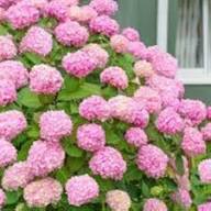 Light Pink Hydrangea Flower Seeds for Planting | Heirloom Non-GMO High Germination Organic Garden Seeds