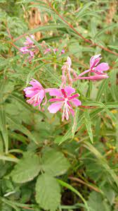 Plant and nurture Willowherb Flower with these heirloom, non-GMO seeds perfect for planting. Use well-drained soil, provide ample sunlight, and water regularly. Maintain good garden care for healthy, vibrant plants ideal for home gardens.