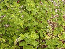 Herb Seeds,Garden seeds, Seeds For Planting,Plant Seeds