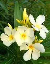 White Leucocoryne Flower Seeds for Planting – Heirloom Non-GMO Long Bloom Season Organic Garden Seeds