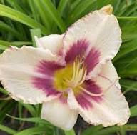White Violet Hemerocallis Flower Seeds for Planting – Heirloom Non-GMO High Germination Organic Garden Seeds