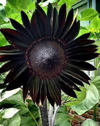 Black Giant Sunflower Seeds for Planting – Heirloom, Non-GMO, Fragrant, High Germination Organic Garden Seeds