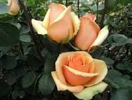 Brown Rose Flower Seeds for Planting – Heirloom, Non-GMO, High Germination Organic Garden Seeds