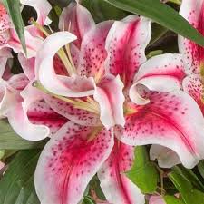 White Pink Lilium Flower Seeds for Planting – Heirloom Non-GMO High Germination