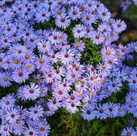 Aster Alpin Flower Seeds for Planting – Heirloom, Non-GMO, High Germination Garden Seeds