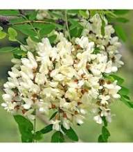 Robinia Flower Seeds for Planting Heirloom Non-GMO High Germination Organic Garden Seeds