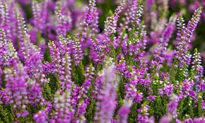 Heather Flower Seeds for Planting – Heirloom, Non-GMO, High Germination Organic Garden Seeds
