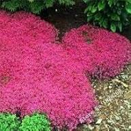 Thymus Serpyllum Flower Seeds for Planting – Cottage Garden Essential Heirloom Non-GMO High Germination Organic Seeds
