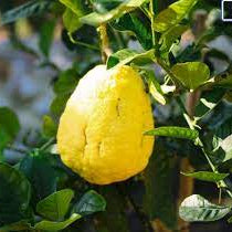 Fruit Seeds,Garden seeds, Seeds For Planting,Plant Seeds