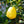 Fruit Seeds,Garden seeds, Seeds For Planting,Plant Seeds