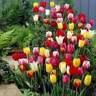 Tulip Flower Seeds for Planting – Fragrant Blossoms, Heirloom, Non-GMO, High Germination Organic Garden Seeds