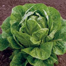Jericho Lettuce Seeds – Heirloom Non-GMO Organic Heat-Tolerant Leafy Vegetable Seeds for Planting, High Germination