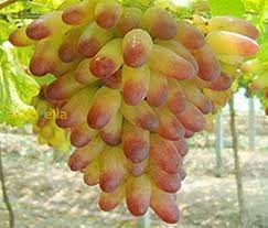 Green Red Grape fruit seeds for planting - Heirloom & Non-GMO Garden seeds, sweet tangy grape variety for backyards