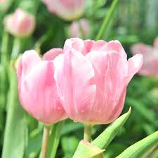 Light Pink Tulip Seeds for Planting – Premium Quality, Heirloom, Non-GMO Organic Garden Seeds