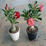 Adenium Obesum Orange Flower Seeds for Planting | Heirloom Non-GMO High Germination