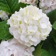Seaside Serenade Bar Harbor Hydrangea Flower Seeds for Planting – Heirloom Non-GMO, High Germination Organic Garden Seeds