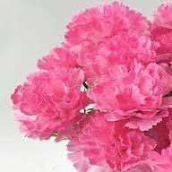 Light Pink Carnation Flower Seeds for Planting – Heirloom, Non-GMO, High Germination Organic Garden Seeds