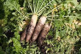 Minowase Daikon Radish Seeds for Planting – Heirloom Non-GMO Crisp Root Vegetable Seeds with High Germination for Organic Gardens