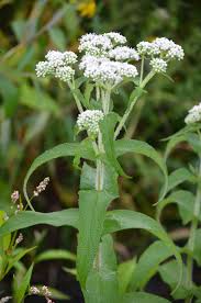 Boneset Seeds (Eupatorium perfoliatum) for Planting – Heirloom, Non-GMO Medicinal Herb for Immune Support & Moist Gardens