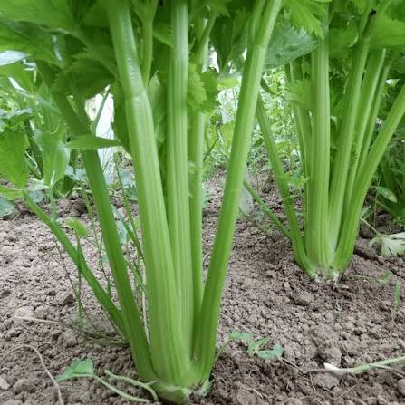 Celery Tall Utah Seeds 