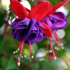 Purple Pink Fuchsia Flower Seeds – Heirloom, Non-GMO, High Germination Organic Garden Seeds for Planting